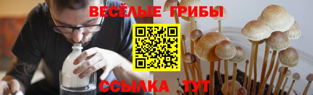 Котовск  Галлюциногенные грибы прущие грибы  Вход с VPN 
